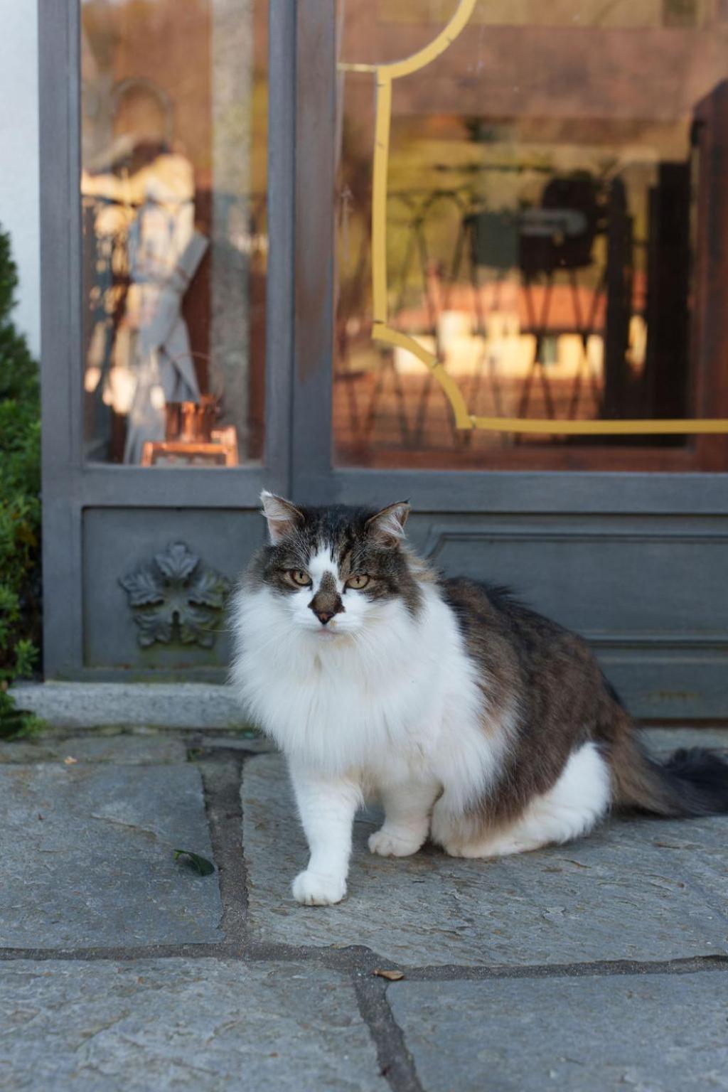 Guesthouse Giulietta E Romeo Cossogno ภายนอก รูปภาพ